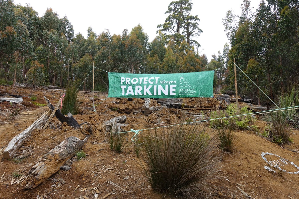 Shattered I couldn't attend the annual @BobBrownFndn #takayna #bioblitz this year due to COVID! Instead, enjoy a few photos from the 2018 and 2019 events🍃 As a remnant of Gwondana the Tarkine forest is unbelievably rich in biodiversity!!