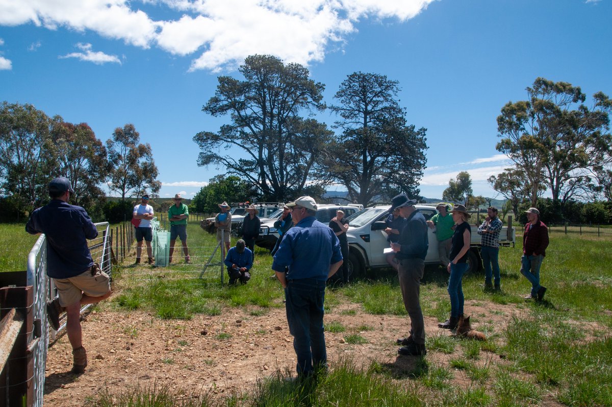 NRMSOUTH's tweet photo. Drought lotting field day in Bothwell. Through the Derwent Pasture Network, farmers are sharing expertise on how to adapt and take pressure off Tassie pastures to combat soil & moisture loss. Visit https://t.co/u0gapR5p2H @DeptAgNews @AusLandcare #1000soflocalsolutions #NRM https://t.co/BrYlYRH6Ru