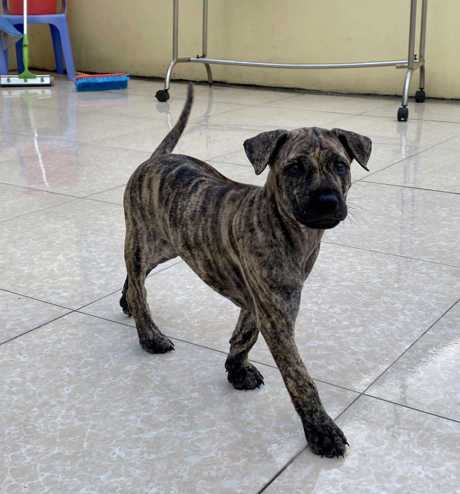 ぱせり 虎模様 ブリンドル な毛色が特徴な フーコック犬 でありますが ここまで綺麗に縞模様がハッキリ出ることは珍しい ベトナムのフーコック犬ブリーダー界隈でも話題沸騰中 将来楽しみな兄弟姉妹 T Co Omogibvbru Twitter