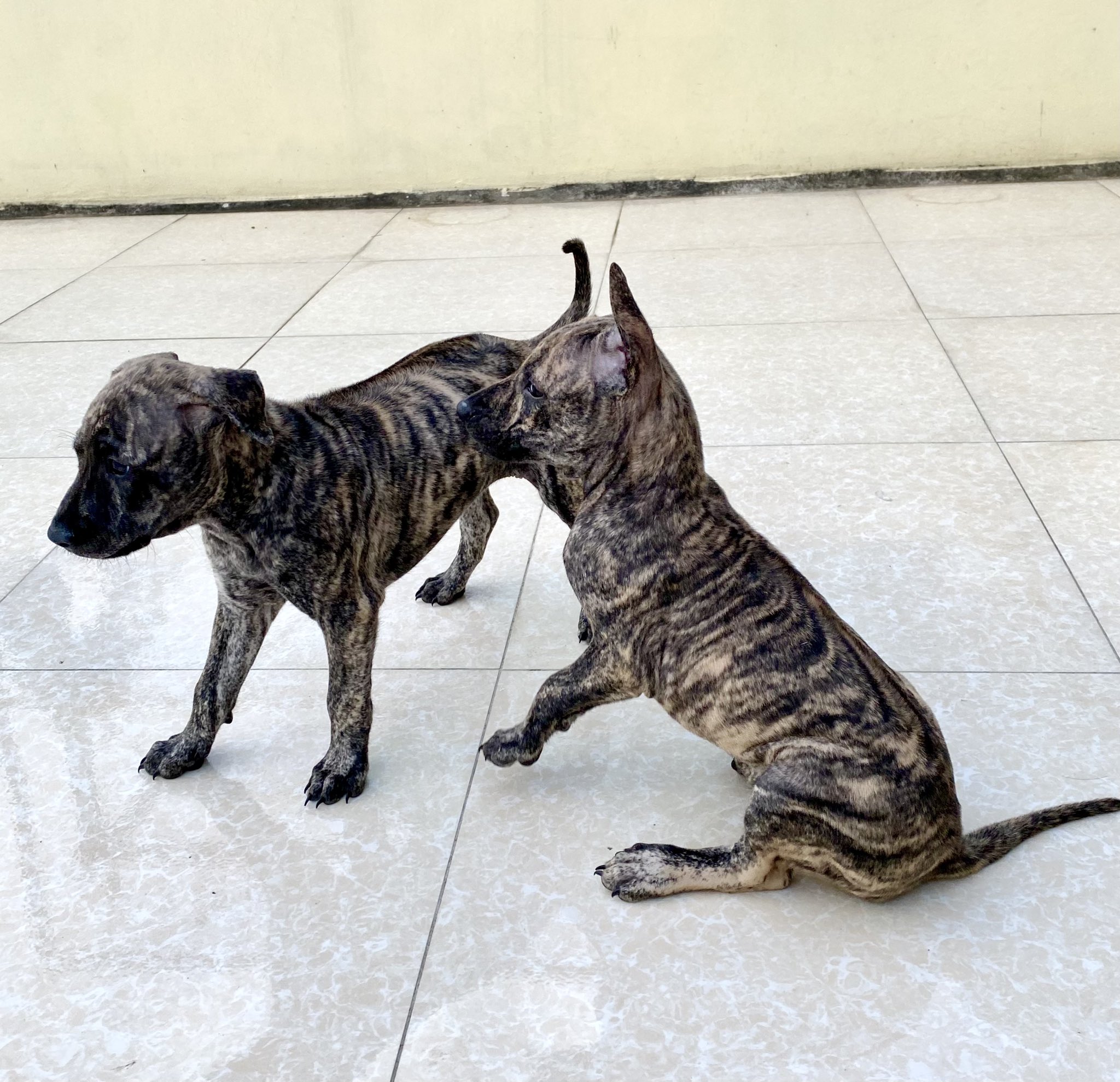 ぱせり 虎模様 ブリンドル な毛色が特徴な フーコック犬 でありますが ここまで綺麗に縞模様がハッキリ出ることは珍しい ベトナムのフーコック犬ブリーダー界隈でも話題沸騰中 将来楽しみな兄弟姉妹 T Co Omogibvbru Twitter
