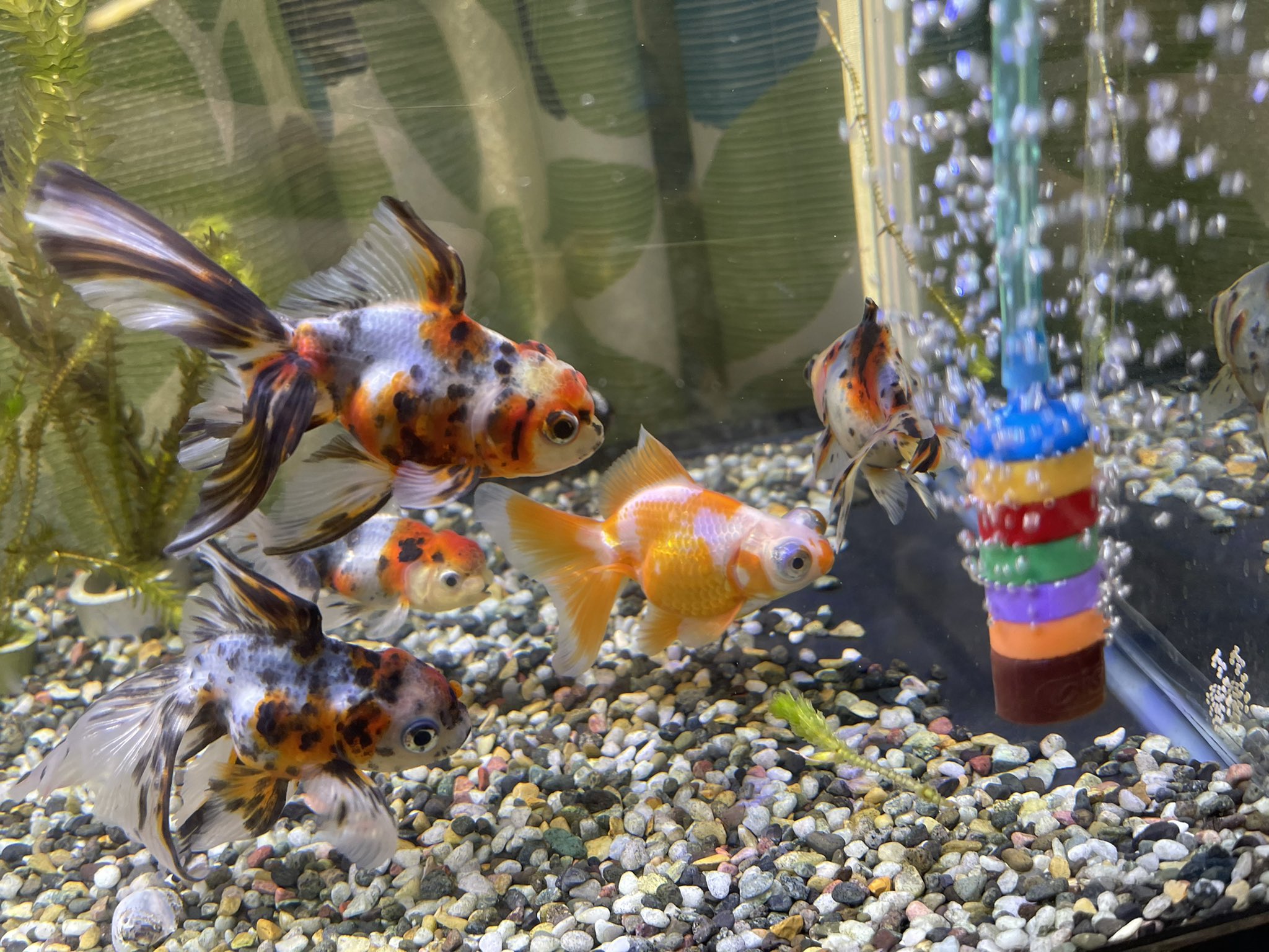 しぃちゃん 金魚 陸亀 このエアストーン可愛くないですか パワーの調整も回すだけ 東錦 蝶尾 エアストーン 金魚 T Co Q6gct10vf4 Twitter