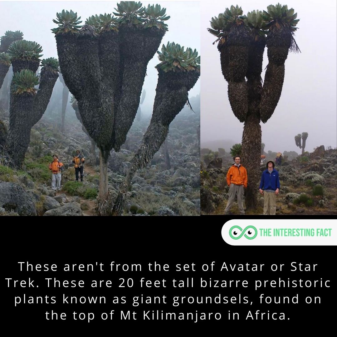 These aren't from the set of Avatar or Star Trek. These are 20 feet tall bizarre prehistoric plants known as giant groundsels, found on the top of Mt Kilimanjaro in Africa.

#facts #factsoflife #fact #didyouknow #allfacts #mysteriousfacts #factz #factzoflife #interestingfacts