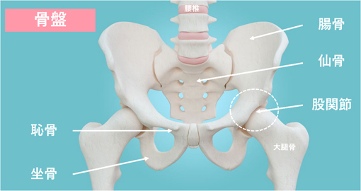 らっくん 古武術とビジネスの人 武術１３ 骨盤 おおきく３種類の骨で構成される どこを動かすとどのような力が発せられ どこ をどう打たれると壊れるのか知ることが大事 恥骨の動かし方も武術には伝わる ほんの数ミリでもそれによって人体は変わる