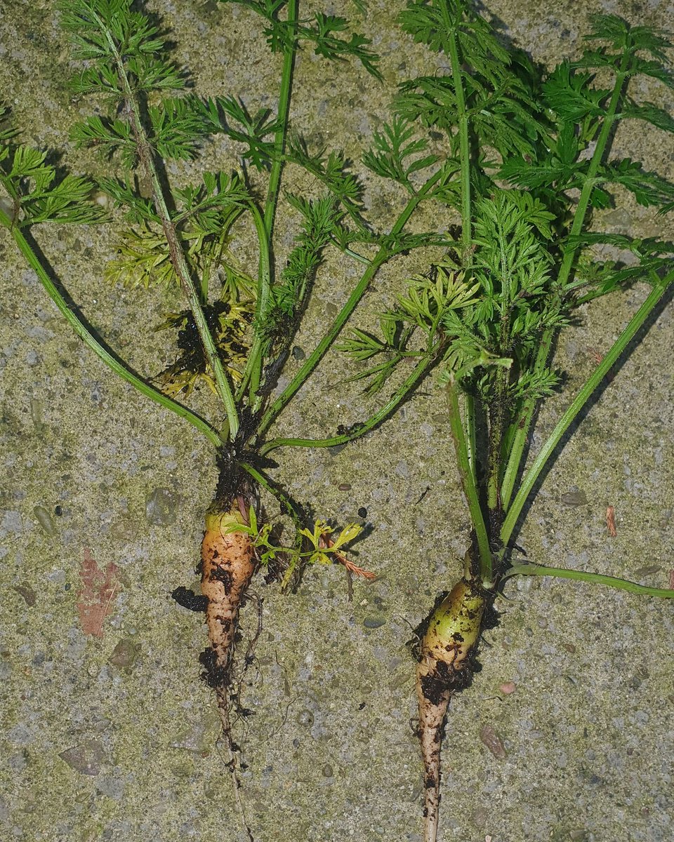 I grew carrots, the picture doesn't do them justice - they're actually miles smaller than they look...🙄🥕 #carrots #gardener #gardeningfails