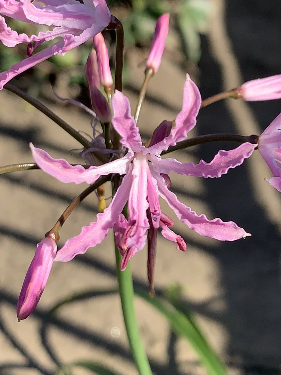 りゅうさん ネリネ ヒガンバナ科ネリネ属の植物 南アフリカ原産で花びらは細くて 波打つ独特の形をしている ヒガンバナに 似た花であるが 花期に葉があるのが特徴的な違い 別名ダイヤモンドリリーとも呼ばれる 栽培や交配などでネリネ属は30種ほど りゅうさん ネリネ ヒガンバナ科ネリネ属の植物 南アフリカ原産で花びらは細くて 波打つ独特の形をしている ヒガンバナに 似た花であるが 花期に葉があるのが特徴的な違い 別名ダイヤモンドリリーとも呼ばれる 栽培や交配などでネリネ属は30種ほど