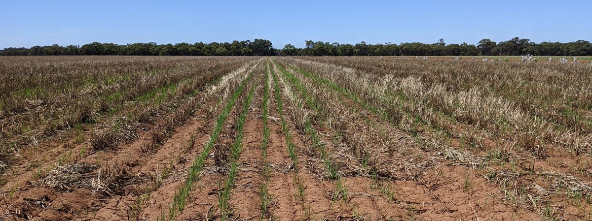 IRECNSW's tweet photo. Summer cropping program looking GREAT @IREC Field Station. Rice Nov 2 drill sown into sprayed out barley, 2nd irrigation Nov19 &amp; 17mm rain yesterday. Cotton planted into green manure crop @Irrigation4P @Alex__Schultz @summitagconsult @KokeeffeK @RiceExtension @CottonResearch https://t.co/hBxM4aUcuG