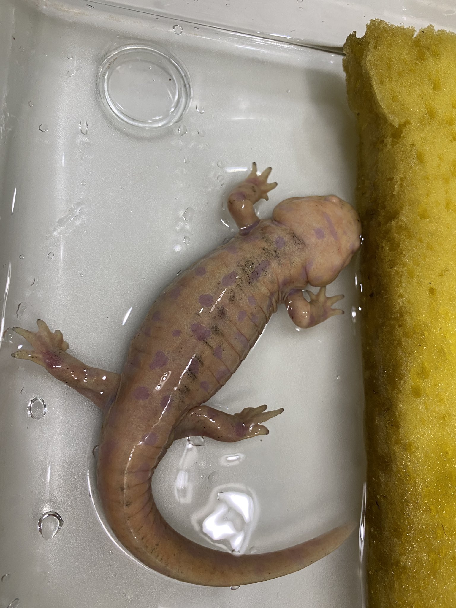 鰐 Wani アルビノタイガーサラマンダー 脱皮前に皮と体の間に汚れが溜まるのかちょっと黒ずむ 脱皮するとまた綺麗になる