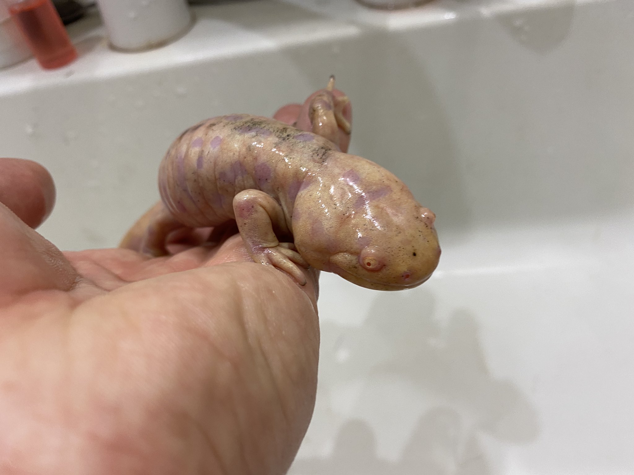 鰐 Wani アルビノタイガーサラマンダー 脱皮前に皮と体の間に汚れが溜まるのかちょっと黒ずむ 脱皮するとまた綺麗になる