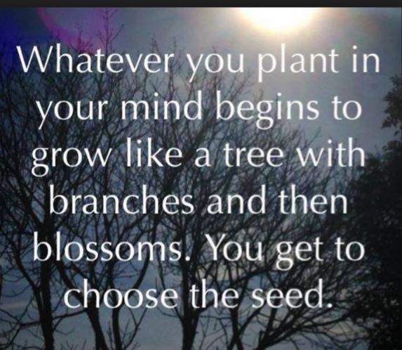 battenann's tweet photo. Choose your seed wisely so you can be proud of what you grow!
#love #livelovecreateabundance #lifestyle #health #healthandwellness
https://t.co/6QlxtNYR5v https://t.co/agSG04Qt8C