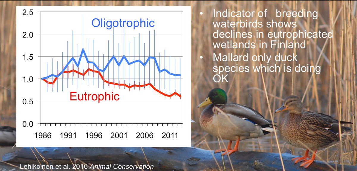 Overeutrophication has consequences to  #bird populations. Breeding  #waterbirds species that prefer naturally eutrophicated  #wetlands have declined due to e.g. changes in  #plant,  #invertebrate and  #fish communities.  …https://zslpublications.onlinelibrary.wiley.com/doi/abs/10.1111/acv.12226?campaign=wolearlyview21  #BOUsci20