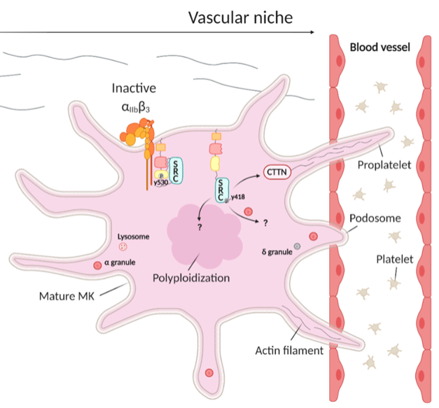 CMVB_KULeuven's tweet photo. Review on (Patho)Biology of SRC  in Platelets and Megakaryocytes #RareDisease  #mdpimedicina via @MDPIOpenAccess @LoreDK_ https://t.co/um3fv0xAdm https://t.co/jYL1qGPmY0