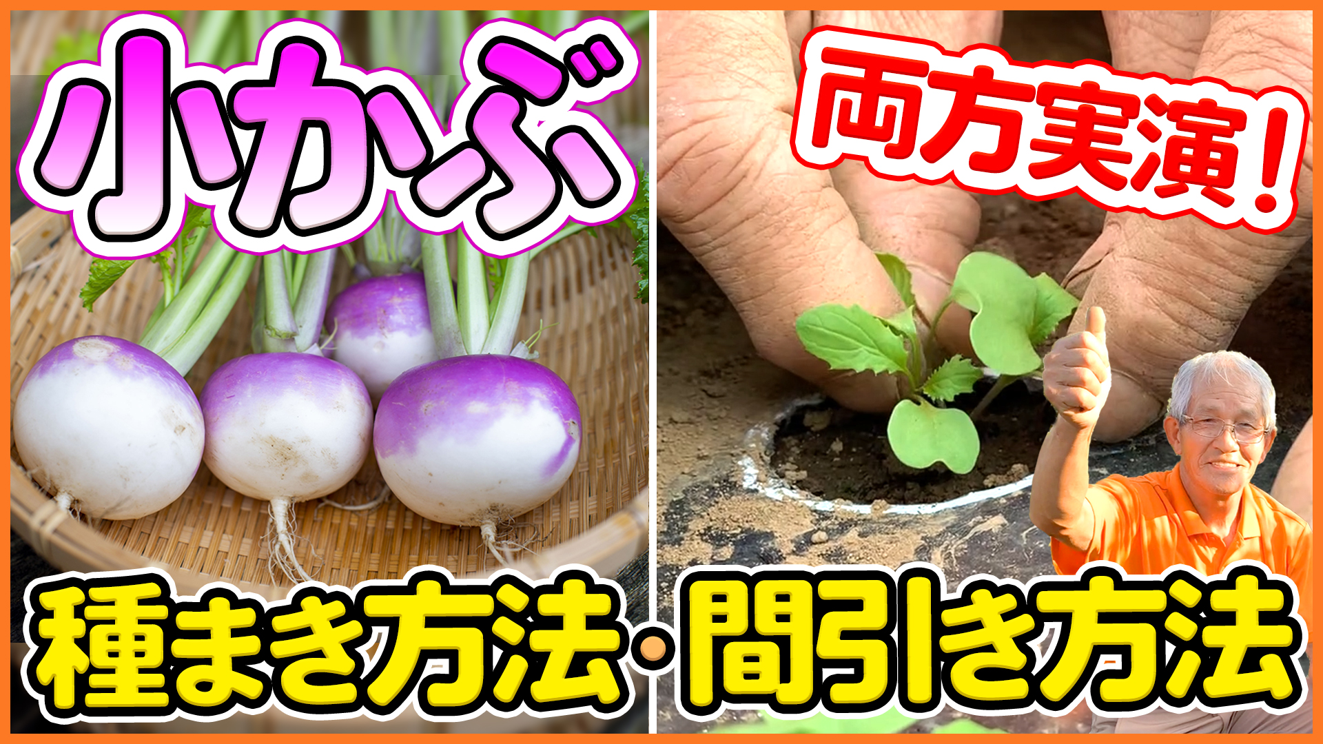 シェア畑 サポート付き貸し農園 今回はカブ 小カブ の中でもあやめ雪という品種の育て方を解説しました 植え穴を開けて 種まきをするところから 発芽したあと 間引きをする方法を両方実演解説 T Co 3aydiw9ssl 農園 家庭菜園 カブ