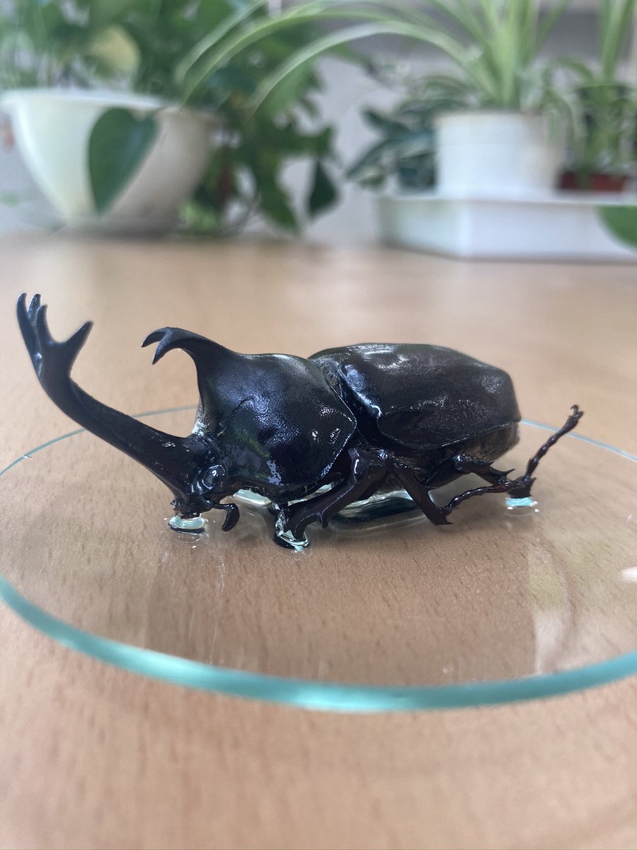 #throwback to learning about  quantitative and qualitative #observations in #science6. Check out these hefty #rhinocerosbeetles we used to answer the #inquiryquestion ‘how do scientists compare and contrast?’ #scienceiscool #activelearning #mypscience