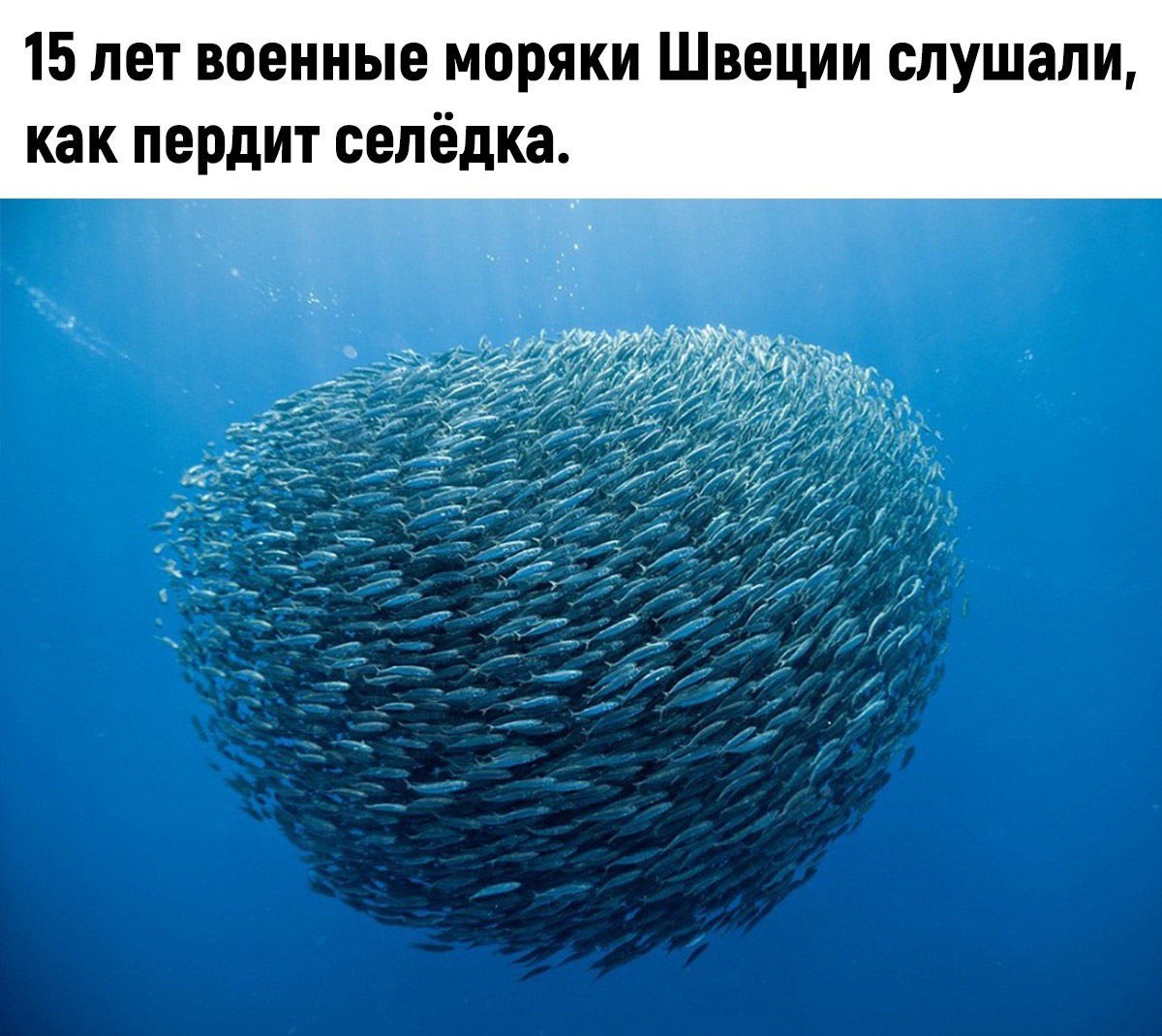 Сельдь пукает