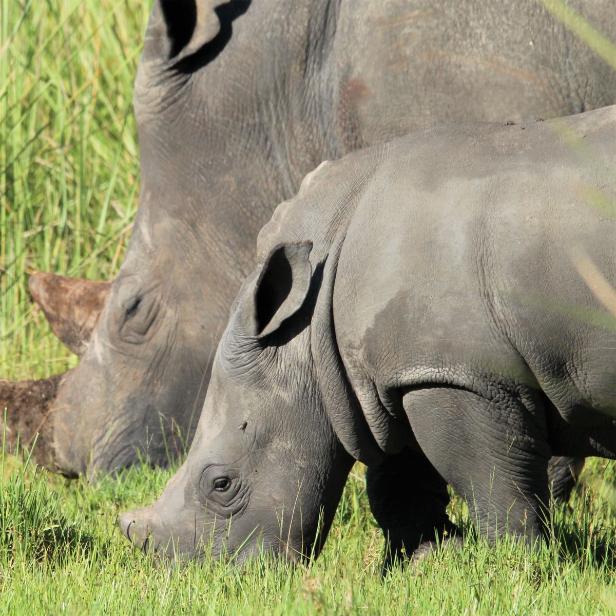 When you’re a cutie and you know it. Sadly, poachers know it too. That’s why it’s so important to protect Uganda’s rhinos from harm’s way. This Christmas, put Rhinos on top of your Christmas list and help protect our precious wildlife!  

❤ Donate today: rhinofund.org