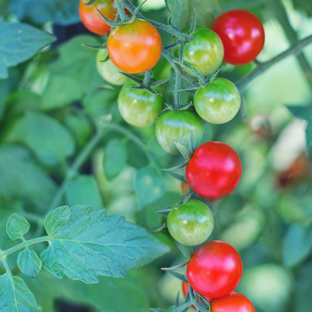 sowvital (@sowvital) on Twitter photo 