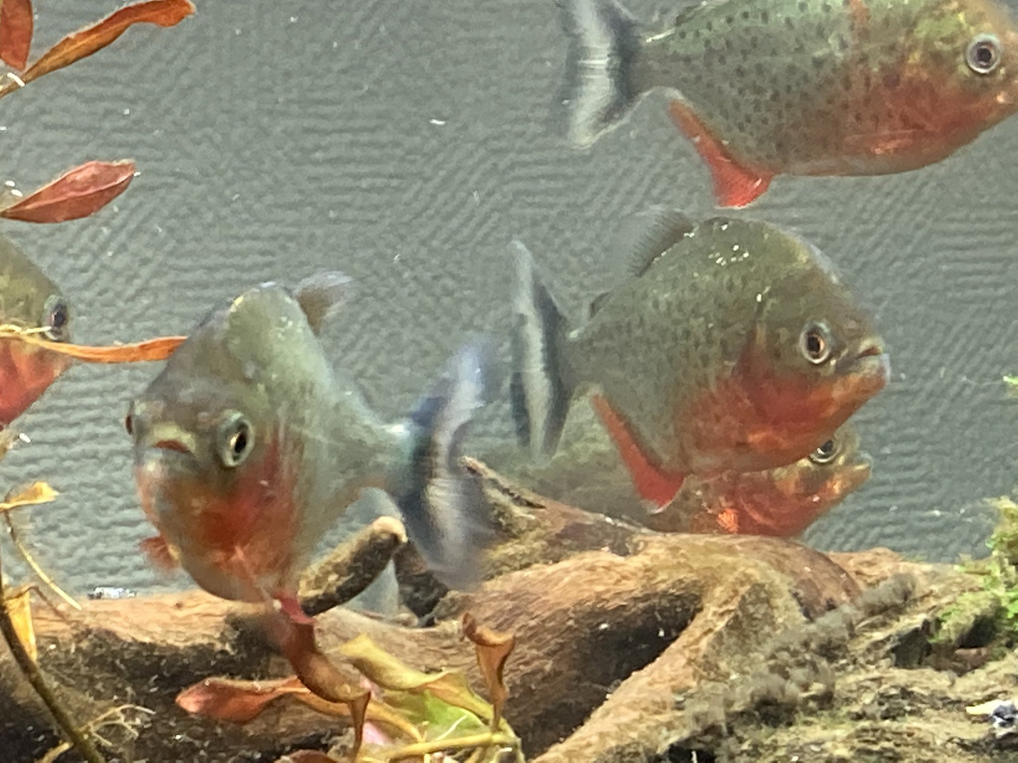 リロ氏 Liloshi ピラニアのココがいい 赤くてきれい 頑丈で病気にも強め エサを食べる様が豪快 そこそこ大きくなる そこそこ長生き ピラニアのココがダメ コケを食べるエビを食べる コケを食べる魚を食べる お腹が空く リロ氏 Liloshi ピラニアのココがいい 赤くてきれい 頑丈で病気にも強め エサを食べる様が豪快 そこそこ大きくなる そこそこ長生き ピラニアのココがダメ コケを食べるエビを食べる コケを食べる魚を食べる お腹が空く