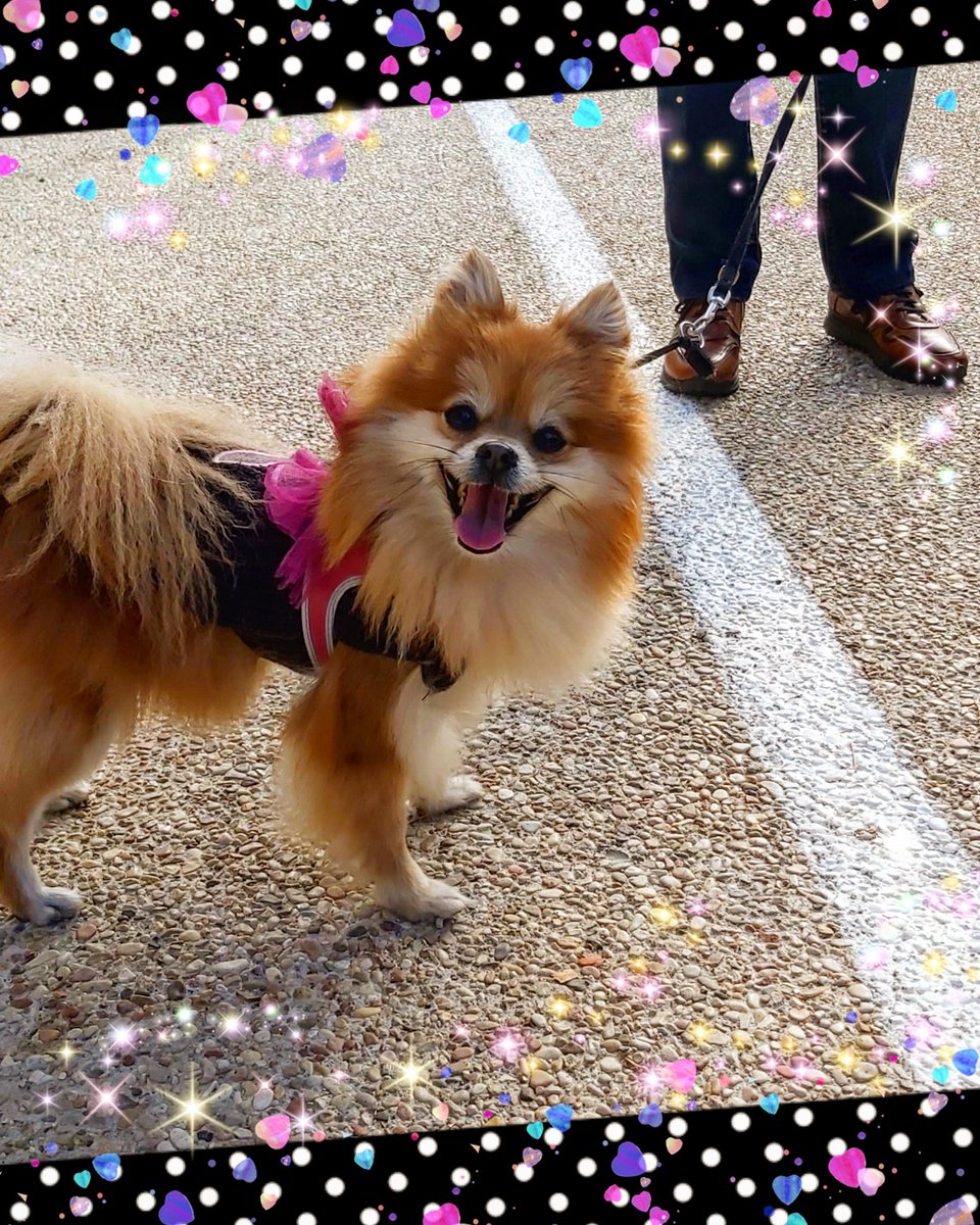 P_ValeChan's tweet photo. 🍂🍁🍂Nov. 24. 2020🍂🍁🍂
Happy new day!!!! I'm always ready for my morning walk. 👟👟👟
▪︎
#cleo #pomeranian #pomeranianlove #pomerania #pomeranianworld #pom #pomeranianpuppy #dog #spitz #poms #pompom #pet #minipom #love  #doglover #family  #fluffy https://t.co/FXfLQ20UUa