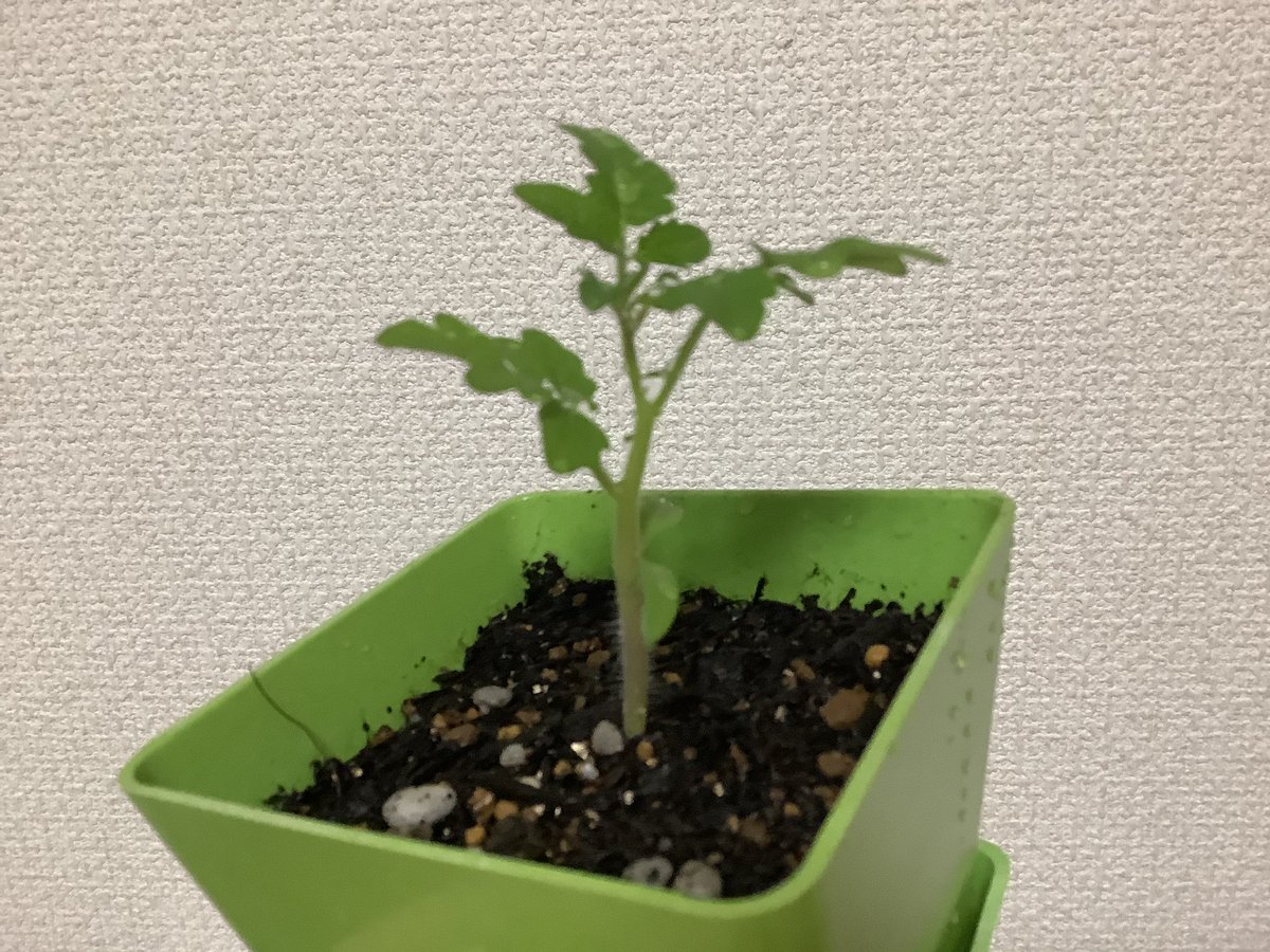 猫姫 tweet media
