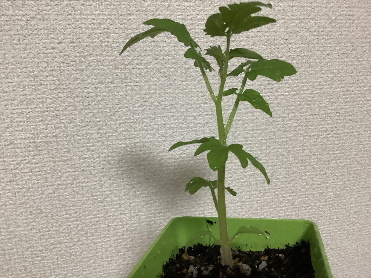 猫姫 tweet media