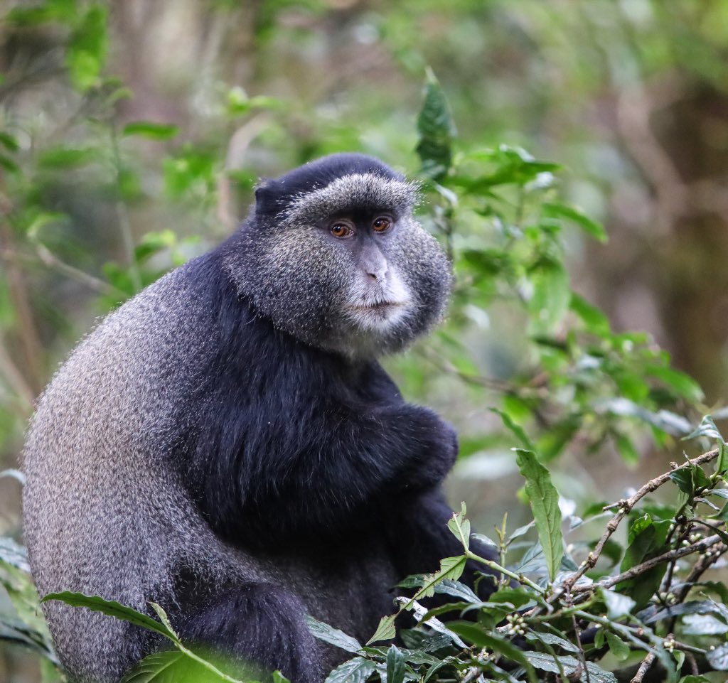 mærkelig foretage Årvågenhed Jean Marie Wild on Twitter: "Canopy walk experience in Nyungwe is more than  walking on the suspended bridge! It is a combination of exhilarating  experiences: Hike, Nature enjoyment, stunning view, wildlife encounter