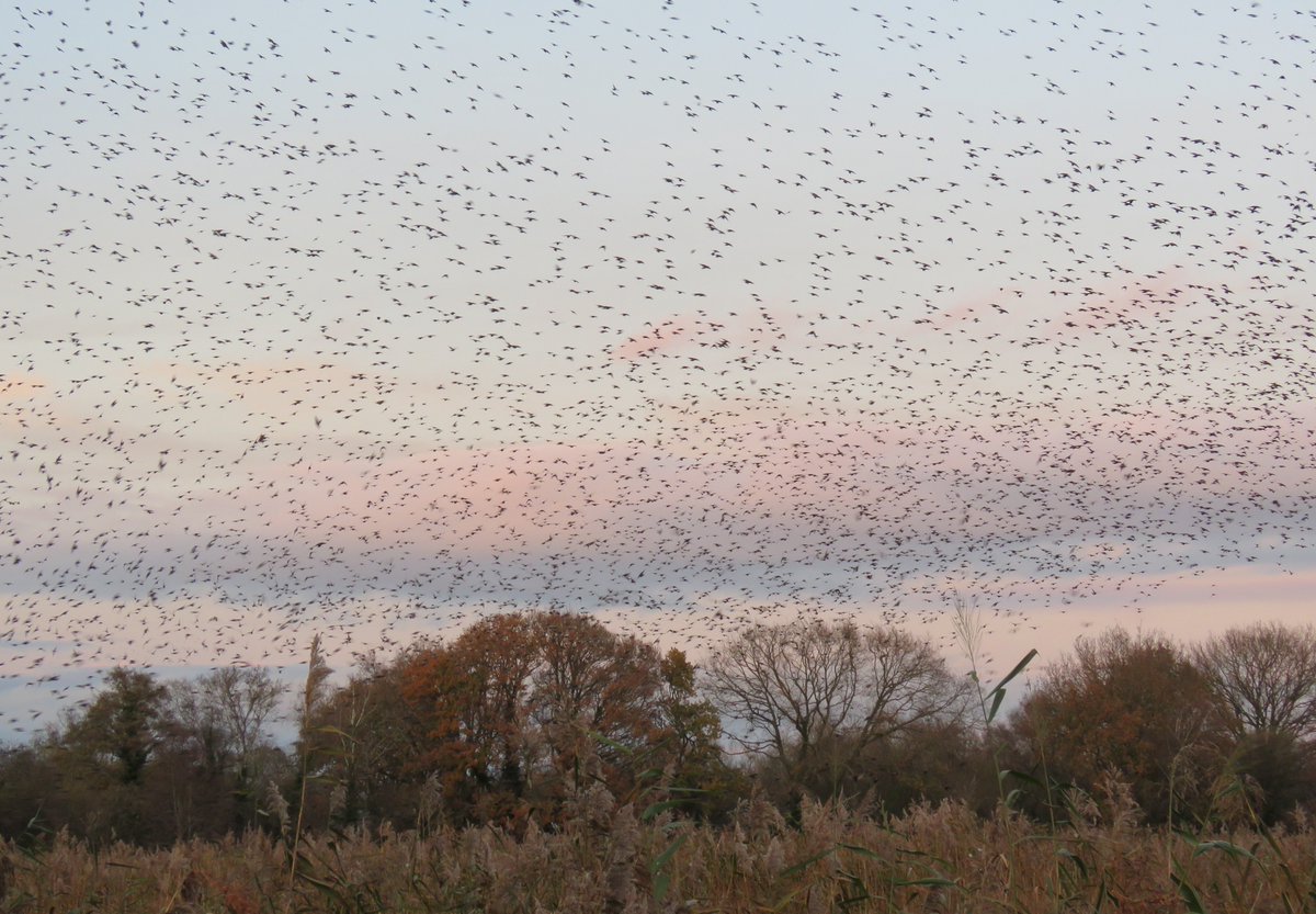 jcurtisart's tweet photo. Had to go to a Post Office last night to post my entry for #EvolverPrize so ventured out for a walk on Avalon Marshes to see our local starling roost. Beautiful autumn colours in the trees and gorgeous sunset as well. https://t.co/upUFn7fPyb