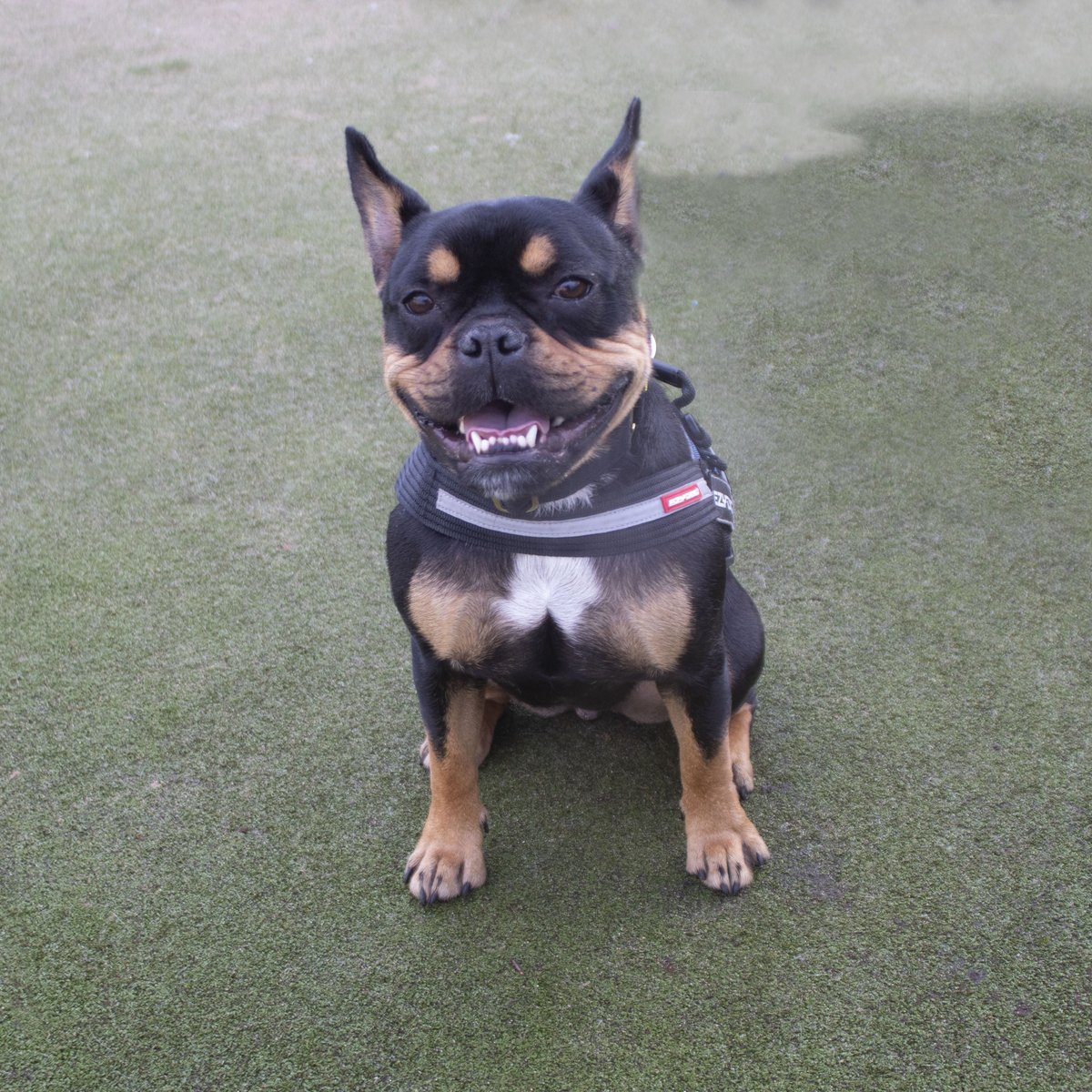 Happy #tot from Ernie 😝 

He's still looking for his forever home 🏡 Please read his profile before enquiring! dogstrust.org.uk/rehoming/dogs/… ☝️

#dogstrust #dogstrustmanchester #welovedogs #doggosdoingthings #tongueouttuesday #happytot #happydogs