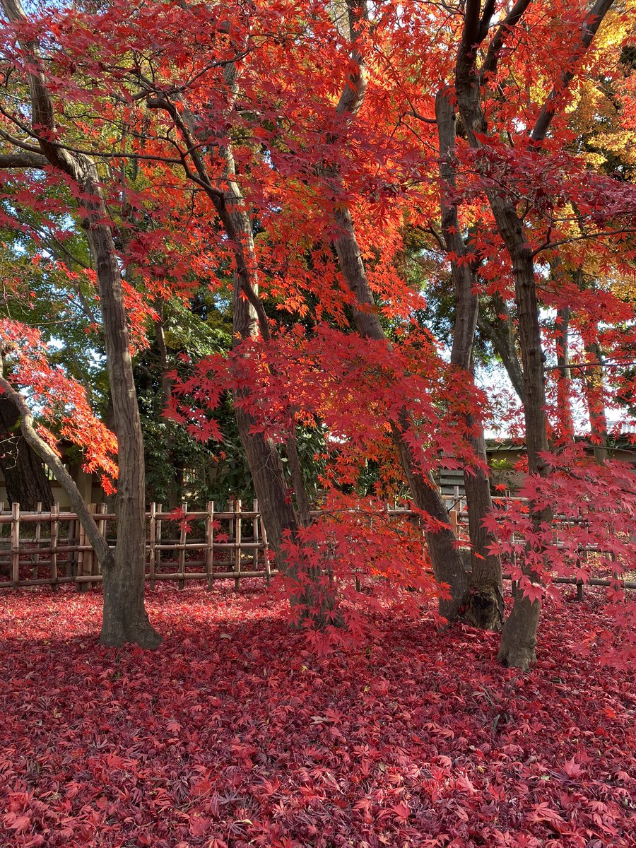 群馬の紅葉 Twitter Search 群馬の紅葉 Twitter Search