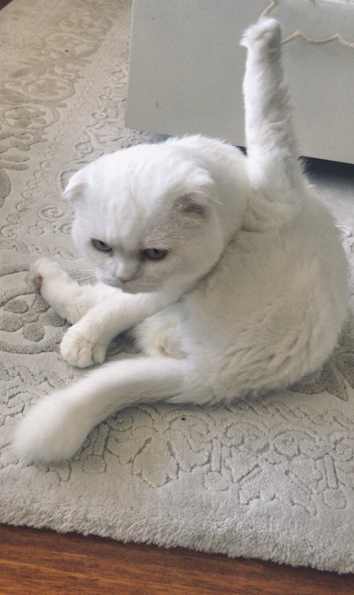 Sütlaç                           Sütlaç 🤦🏼‍♀️