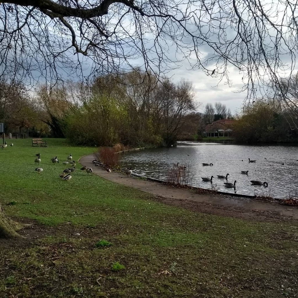 LBasini's tweet image. Today's #DailyWalk was via Leegomery Pool - I managed to take a photo of the birds before they realised a nearby toddler had food! instagr.am/p/CH-au0hH36Bq…