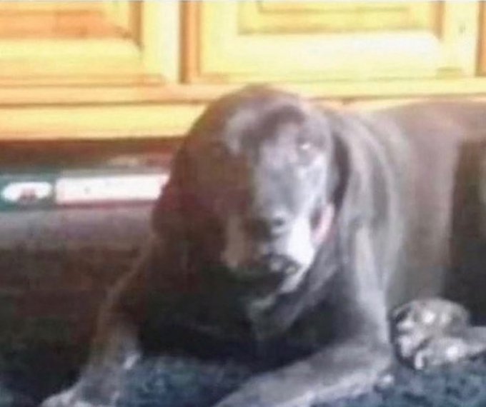 Please tell me you are just seeing a normal looking dog and not a creepy demon baby face looking down