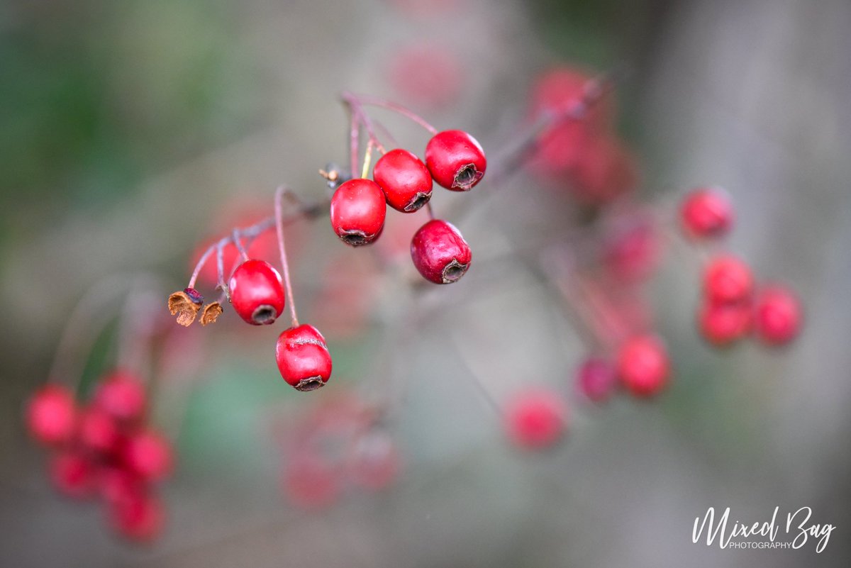 Another walk out with the pretty awesome Sigma 105mm macro. Love this lens but the wind didn't help with the crazy short focal plane 😂 Best viewed full screen.

#mixedbagphotography @sigmauk #macrophotography #Autumn #nature #Macro