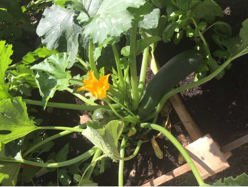 SchutteBuffalo's tweet photo. Over the summer the Bengal Machine Companies, Schutte Hammermill, CSE Bliss Manufacturing, and CM shredder, participated in a garden-growing contest with our friends from @PittMoss!  Stay tuned for announcements about our winners! https://t.co/c4myZclGHg