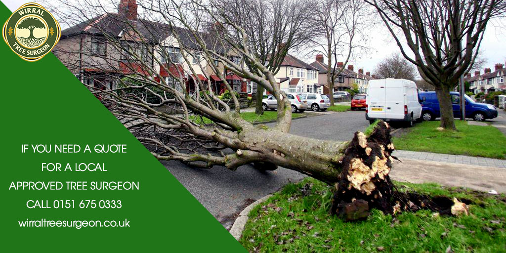 Wirral Tree Surgeon tweet media
