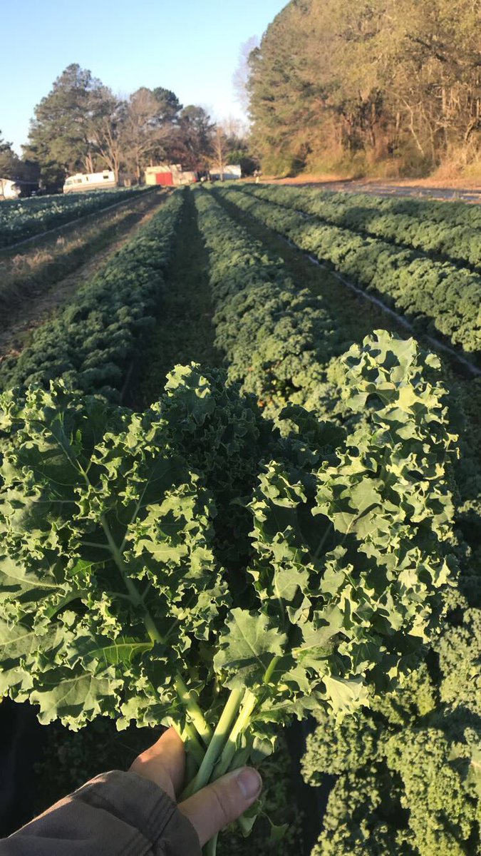danielwellons's tweet photo. We have cabbage, broccoli & kale for sale. Great way to bring local dishes to your celebrations this holidays. Give me a call 919-915-2985 #jocogrows #buylocal #knowyourfarmer https://t.co/jrMcsGY2RV