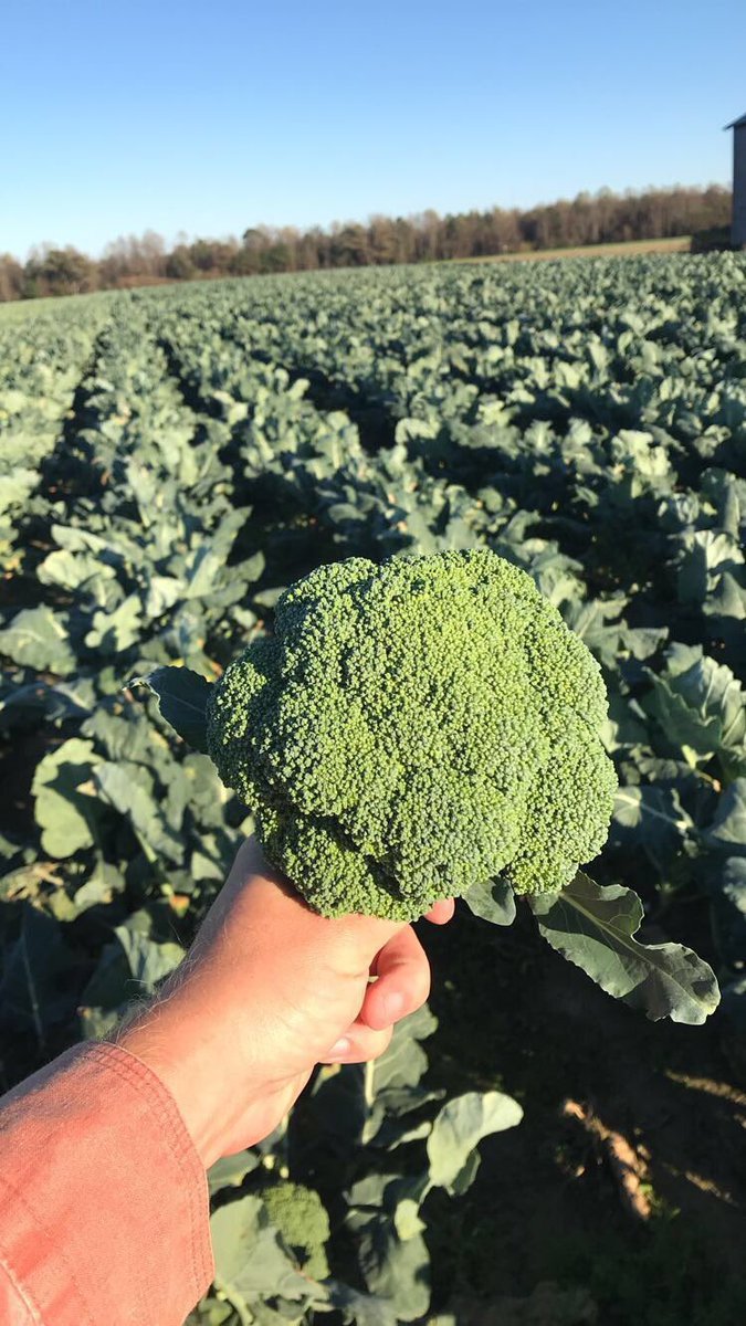 danielwellons's tweet photo. We have cabbage, broccoli & kale for sale. Great way to bring local dishes to your celebrations this holidays. Give me a call 919-915-2985 #jocogrows #buylocal #knowyourfarmer https://t.co/jrMcsGY2RV