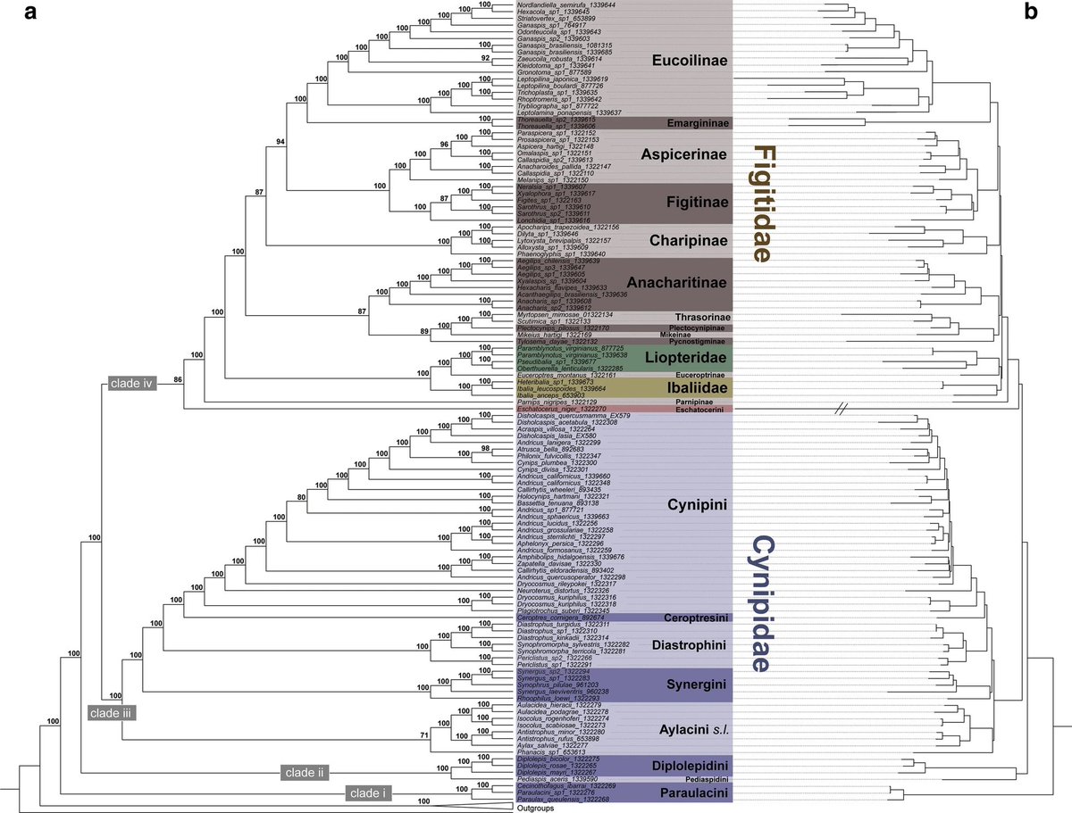 LourdesChamorro's tweet image. Exciting new transformative research by @BBlaimer Matt Buffington @firefangled &amp;amp; D . Gotzek on Cynipoid &amp;amp; galling evolution rdcu.be/cbfez #SysEntLab