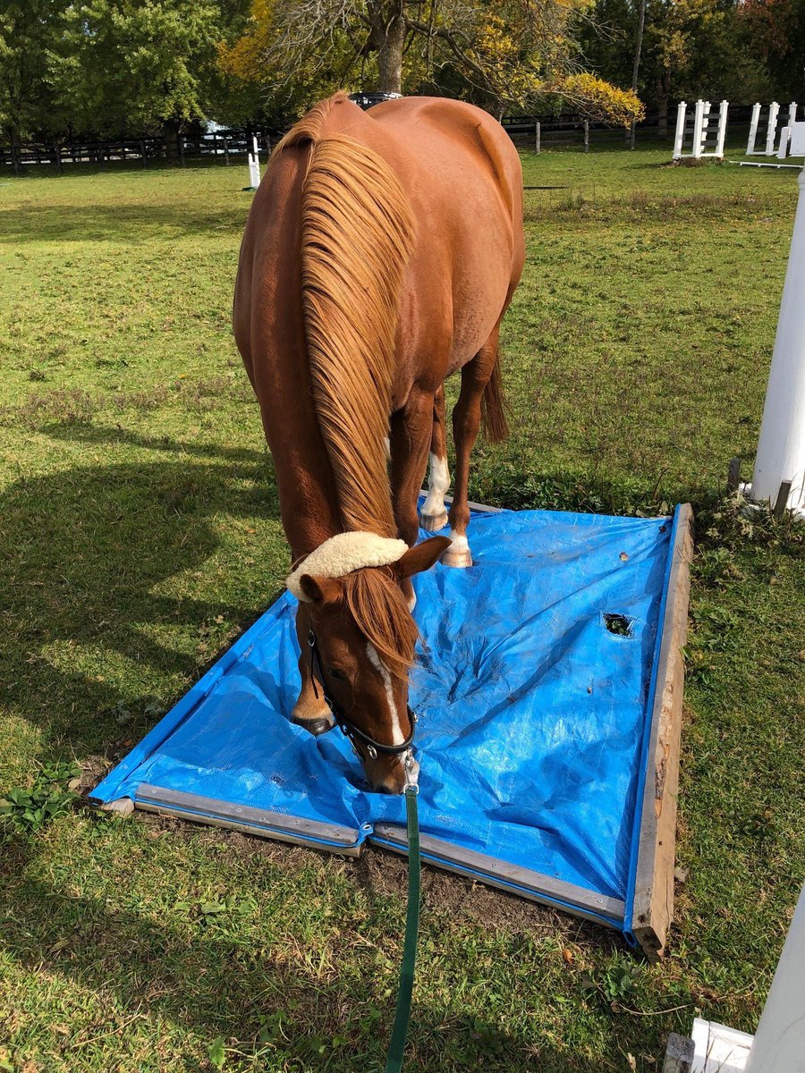 AcademicEquitat's tweet photo. 👉 Do #equestrians know how their #horses learn? 🐴🤨
Find out more: https://t.co/xDV6fx8r2S…

#equine #equitation #equitationscience #AnimalWelfare #horsewelfare #veterinary #cheval #pferde #cavallo #equinescience https://t.co/y764lfKQnV