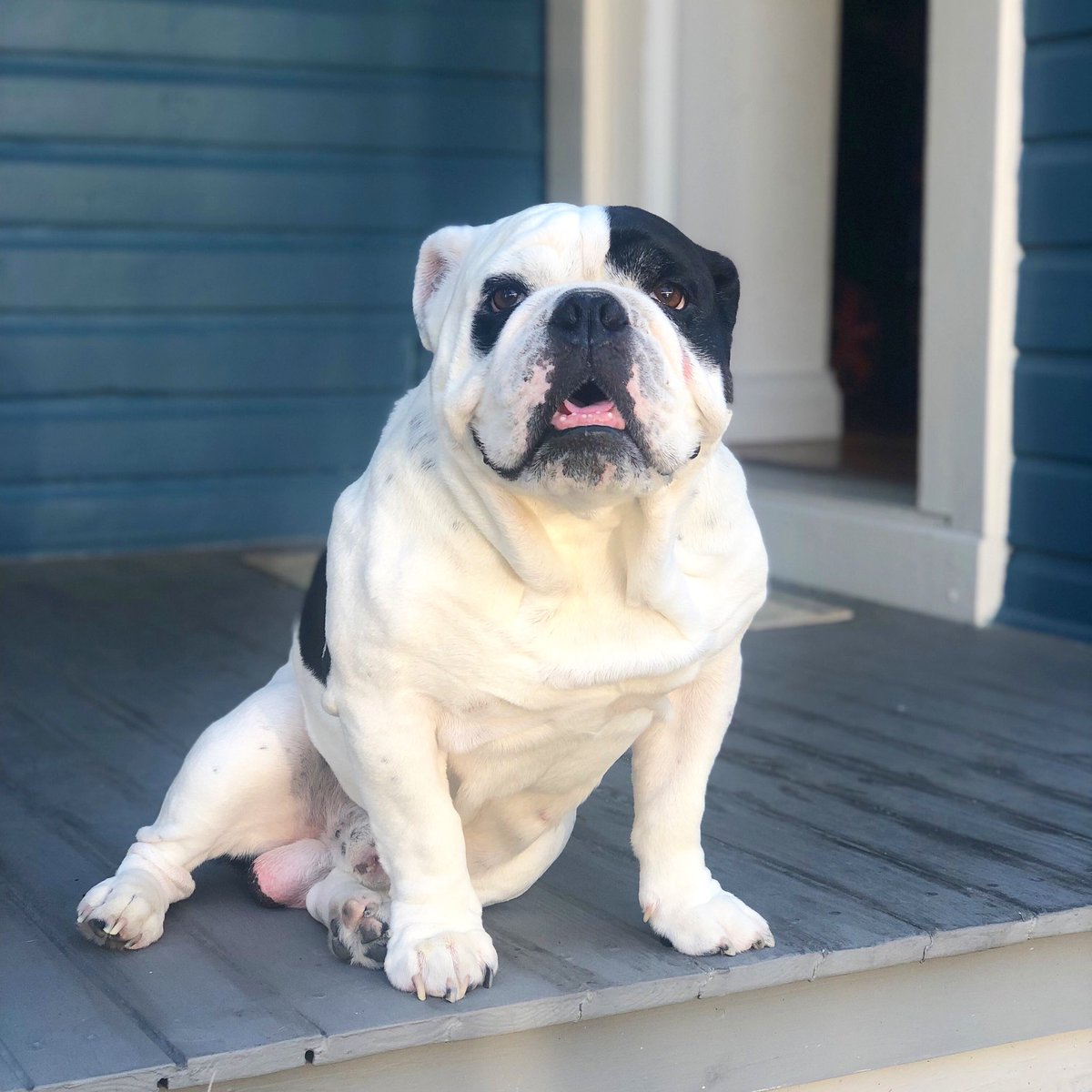 Bullyfambam's tweet photo. Ready for the long holiday weekend and family meals so I can beg and clean up all the scraps. #bullyfambam #Thanksgiving https://t.co/sgG5iuFfYN
