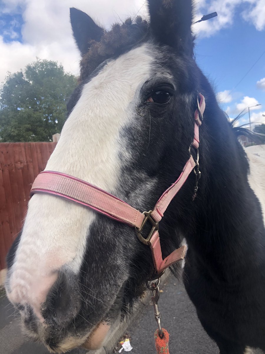 stefsrescue's tweet photo. 🌟introducing sponsor a horse!🌟
For a regular donation of £5 a month you can sponsor gypsy or blue. This will help with costs of farriers, dentists and livery. In return you will receive a photo of your sponsored horse, regular updates and can visit if in the area https://t.co/1Hvx4Lp01t