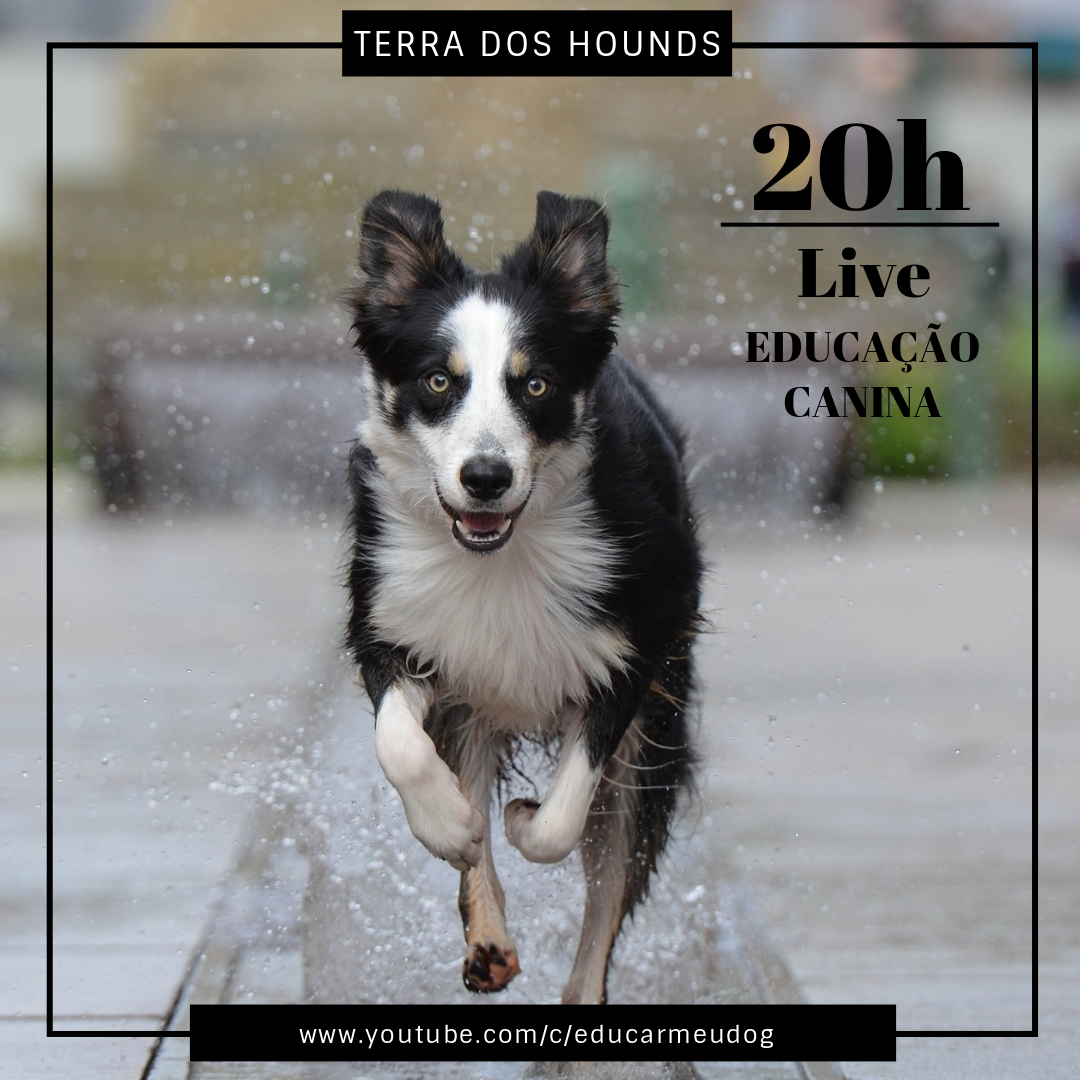 terradoshounds's tweet photo. Hoje é dia da nossa super live no canal do youtube! Venha aprender mais sobre educação canina às 20h (horário de Brasília).
https://t.co/9WDe6ITcg8
#EducarMeuDog #EducaçãoCanina #cachorros #psicologiacanina #cachorroétudodebom https://t.co/a69BgzCVWt