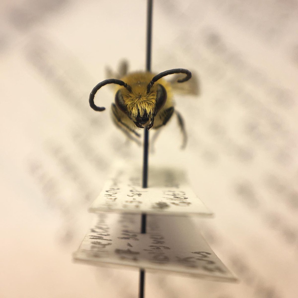 Colletes succinctus (I think)