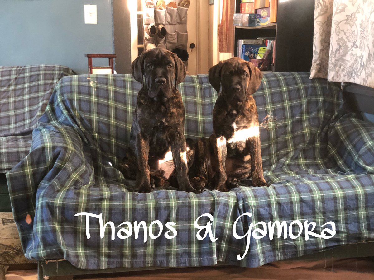 benwhiteifbbpro's tweet image. Thanos and Gamora my 13 wk old Mastiffs over 90 lbs of puppy’s. ❤️Our Mastiffs Feeding “Raw” is the only way to have healthy Dogs no if ands or butts about it. THE BIGGEST IN THE UPSTATE AREA. No commercial food  #realfood #wholefood #rawfood
