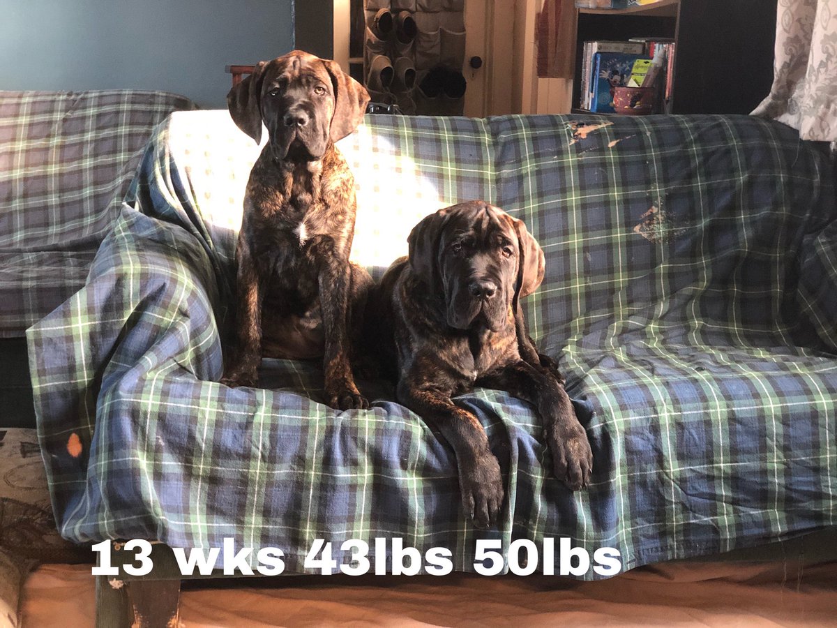 benwhiteifbbpro's tweet image. Thanos and Gamora my 13 wk old Mastiffs over 90 lbs of puppy’s. ❤️Our Mastiffs Feeding “Raw” is the only way to have healthy Dogs no if ands or butts about it. THE BIGGEST IN THE UPSTATE AREA. No commercial food  #realfood #wholefood #rawfood