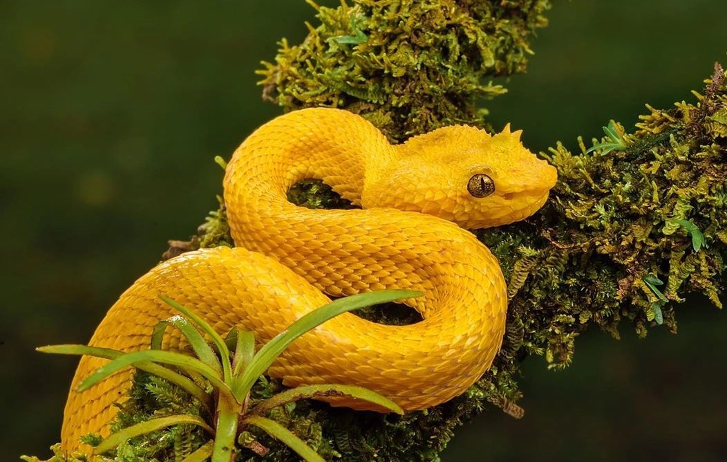 Nature Creatives - DO YOU KNOW? Indonesian Autumn Adder or Artheris hispida  is a venomous viper species endemic to Indonesia. At first, scientist  recorded that this snake is endemic to Central Africa