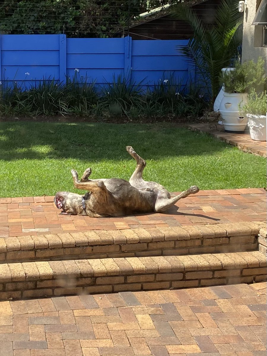 mount royal boerboels