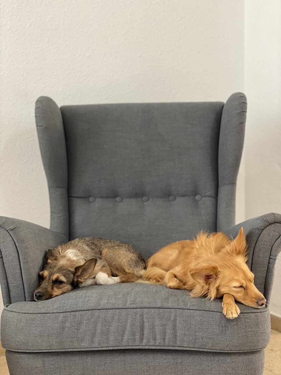 Aunque estamos 100% en remoto, hoy nos hemos dejado caer por la oficina. (Algunas literalmente 👀)