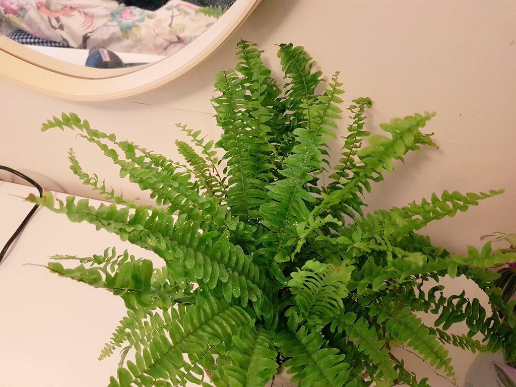 DaniRabaiotti's tweet photo. Why is my fern sad? Soils damp, I've been spraying it or showering with it every day because I thought the crispy leaves meant there wasn't enough humidity. Have I accidentally over watered it and do crispy leaves mean over watering as well as under watering? https://t.co/rAMtXGLXwj