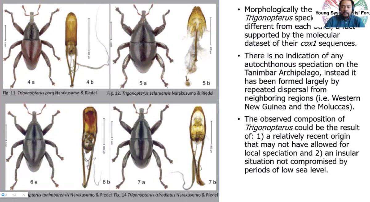Werner_deGier's tweet photo. Interesting talk about weevils in #YSF2020 by Raden Narakusumo - but do you see what I see? https://t.co/r7wluPN0Xa