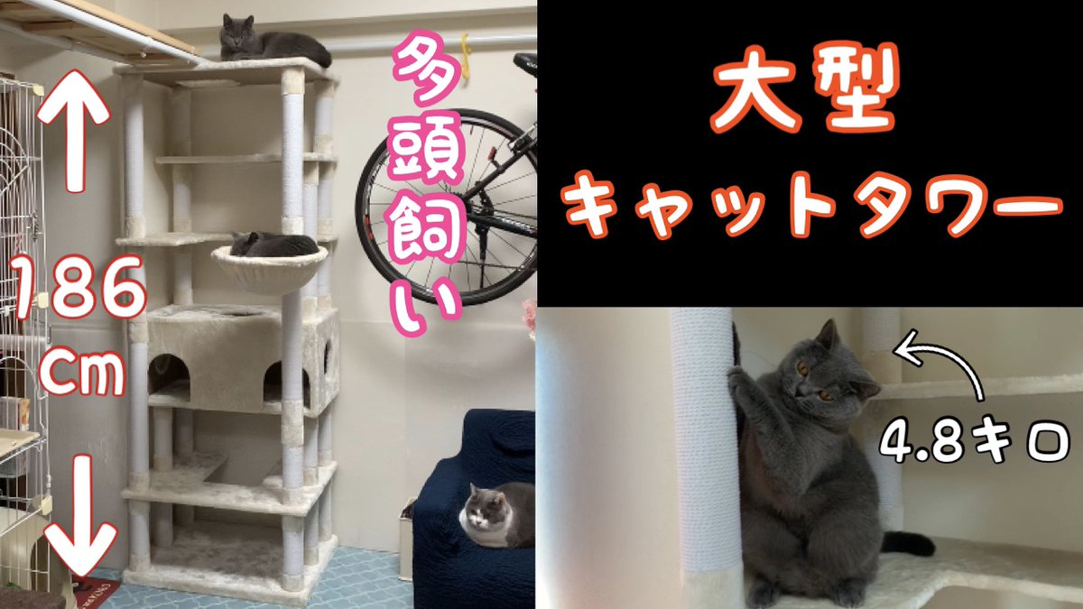 p5mNggt0OpgiMg7's tweet photo. 今日は新しい大型キャットタワーがやってきた動画になります。我が家に来てからしばらくたつのですが気に入ってくれているのでよかったです。良ければ遊びに来て下さい
https://t.co/rsgCJYPpxq @YouTubeより
#STADIAM #キャットタワー #猫好きさんと繫がりたい #YouTuber #猫のいる幸せ https://t.co/yoDb1MPMzc